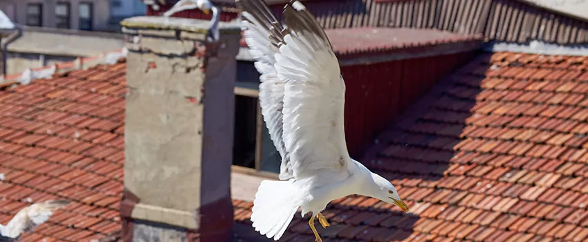 Residential Chimney Animal Removal Solution in Abu Dhabi, UAE